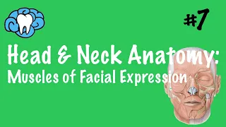 Head & Neck Anatomy | Muscles of Facial Expression | INBDE