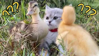 The kitten is so funny, taking the duck swimming! But the kitten is afraid of water. So cute funny 🤣