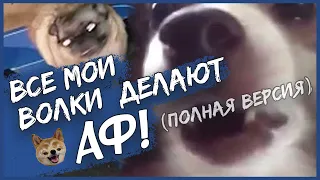 SQWOZ BAB feat. Пёсель - Все мои волки делают АФ ☝🏻 (Romkeee Full Remix) 😎