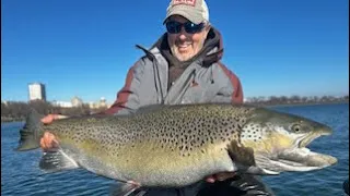 Giant Brown Trout Milwaukee...