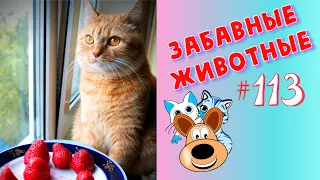 Приколы с Животными #113 / Смешные Животные 2020 / Приколы / Приколы про Животных / Лучшие Приколы