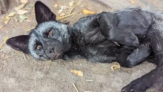 Introducing Umbreon the silver fox!