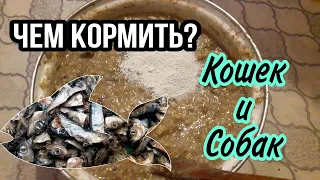 Рыба в составе корма собак и кошек