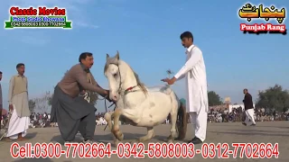 Horse Dance Jashne Bodla Bahar Day 2nd 2017 Abadi Shahbaz Nagar Pakpattan 21