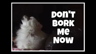 Don't Stop Me Now- Gabe The Dog