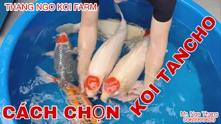 Cách chọn Tancho Kohaku và Tancho Kujaku. #Koi #Koipond #Tancho #KoiTancho #Cachchonkoi