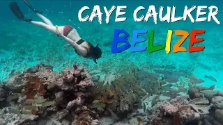 Snorkeling with Sharks, Stingrays and Manatees in Caye Caulker Belize