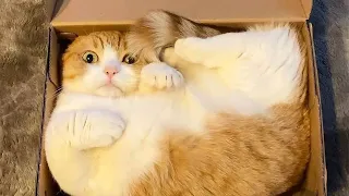 Hilarious Cat Videos That Will Make You Laugh All Day Long 😂 Funniest Cat Videos