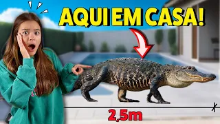 HOJE APARECEU UM JACARE DE 2,5m AQUI EM CASA!🐊