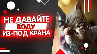 Почему кошкам нельзя пить из-под крана? Какую воду давать кошке