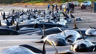 Troubling! 200 WHALES Beached in NEW ZEALAND 2.13.15.