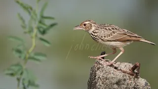 Sony RX10 iv Birding Photographs with details by Johnbosco Michael