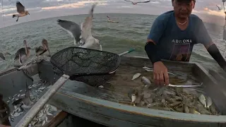 South Texas Shrimping #52 Tôm Nam Texas