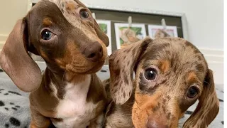 Top Cutest Dachshund dogs funny Videos compilation 2021 | Funny pet videos 2021