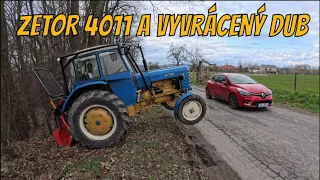 Traktor ZETOR 4011 a vyvrácený velký DUB