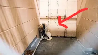 Брошенная собака была так напугана, что забилась в угол вольера и отвернулась к стене