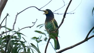 Great Barbet 大擬啄木鳥