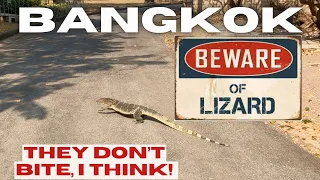 These LIZARDS are HUGE... Lumpini Park | Ep 4: BANGING BANGKOK 🇹🇭 THAILAND