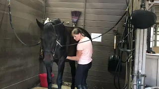 Horse Bodywork: Underarm Release Reaction