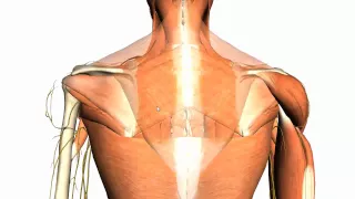 Extrinsic muscles of the back - Anatomy Tutorial