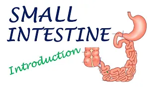 Chp20 | Introduction to Small Intestine | BDC Vol2 | Dr Asif Lectures