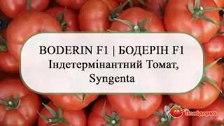 BODERIN F1 |  БОДЕРІН F1   Індетермінантний Томат, Syngenta