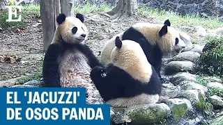 Tres pandas se bañan en una reserva natural en China | EL PAÍS