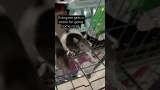 How I put my rats away