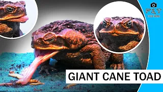 【WARNING LIVE FEEDING!!】 GIANT CANE TOAD!