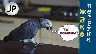 ✅ - ТЫ ПОКАКАЛА? 🤪 ПЕРЕВОДИТ СТРЕЛКИ НА ХОЗЯЕВ 🤣 ОДИН ДЕНЬ ИЗ ЖИЗНИ ГОВОРЯЩЕГО ПОПУГАЯ 🐦ЖАКО ПЕТРУНЯ