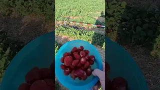 Открытие Клубничное поля