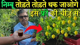 निम्बू तोड़ते तोड़ते थक जाओगे , इसके इस्तेमाल से । Get Heavy Fruiting in lemon Plant | Lemon plant