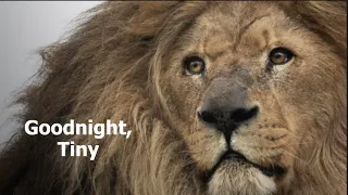 Goodnight, Tiny - The Big Cat Sanctuary