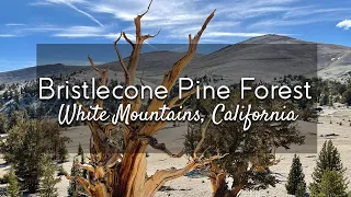 Ancient Bristlecone Pine Forest, California - World's Oldest | Out in the Field with Jeremy Patrich