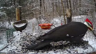 Male Pileated Woodpecker talking to the Female