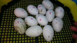 Incubarea oualelor de gasca cu incubator Cleo 5