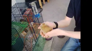 Reverse gerbil jump