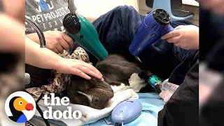 It Took Hours To Warm Up This Pittie Found In The Freezing Cold | The Dodo