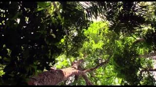 Кино трейлер фильма "Амазония"  / 2014 / HD