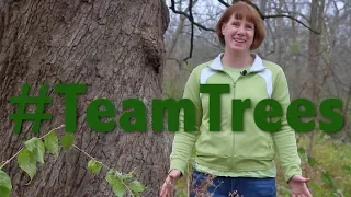 #TeamTrees: Why do we like trees?