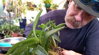 Repotting a  crowded Dendrobium kingianum orchid with scale as a bonus