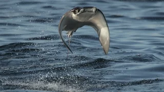 INCREDIBLE FLYING RAYS!