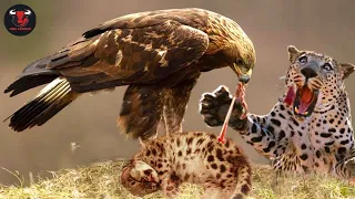 The Brutal Eagle Rips Wild Animals Summary Of Eagle's Most Terrifying Attacks With Wild Animals