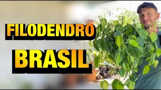 ESSA PLANTA PENDENTE é PERFEITA para ficar DENTRO DE CASA - FILODENDRO BRASIL | Henrique Buttler
