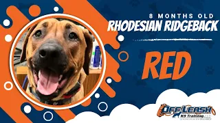 Rhodesian Ridgeback, 8 Months, Red | Best Ridgeback Training | Off Leash K9