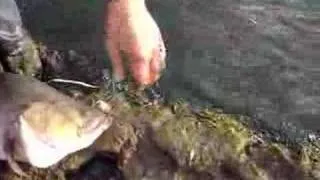 HUGE Murray Cod Caught In A Dam In NSW