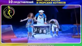 Шоу пингвинов и морских котиков в ставропольском цирке!