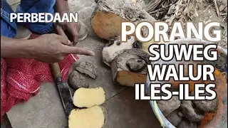 Perbedaan PORANG, SUWEG, WALUR, ILES ILES melalui Umbi