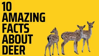 10 Amazing and Interesting Facts about Deer