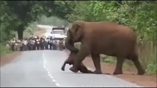 Elephants Perform Funeral Rites For Their Dead Calf | Weeping Elephants Carry Dead Body To Perform